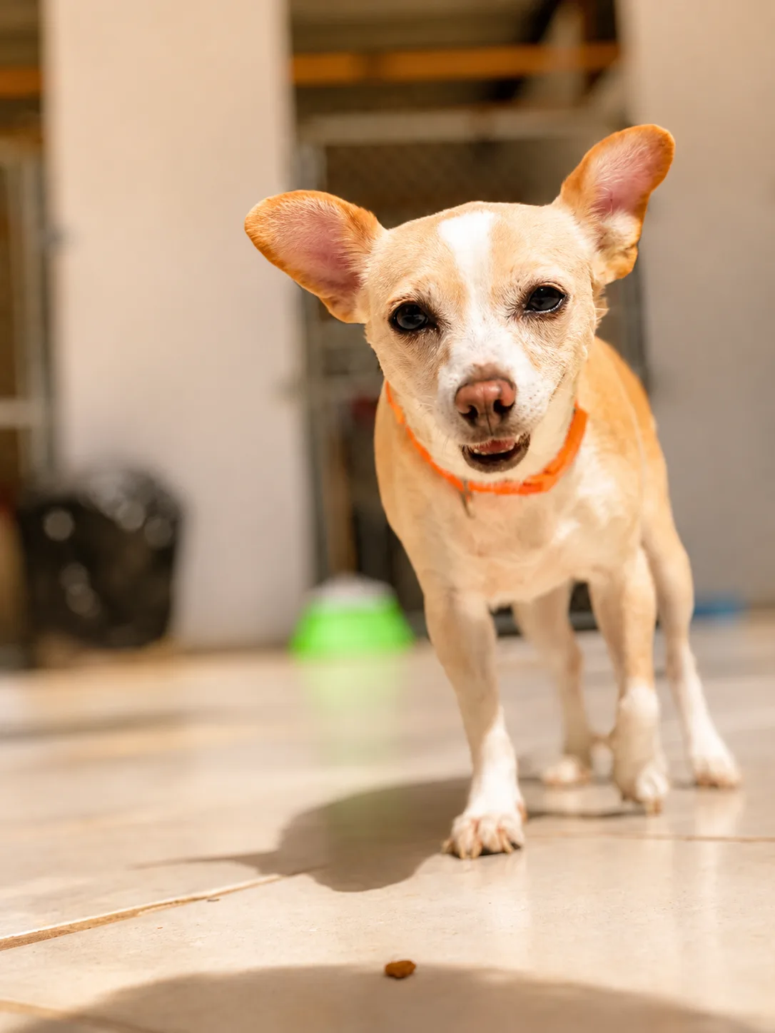 Light chihuahua in the sunny Villa CanInna daycare patio.