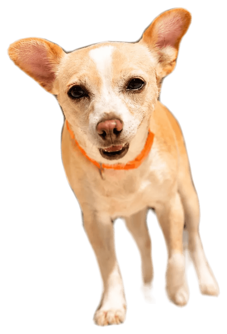 Light chihuahua in the sunny Villa CanInna daycare patio.