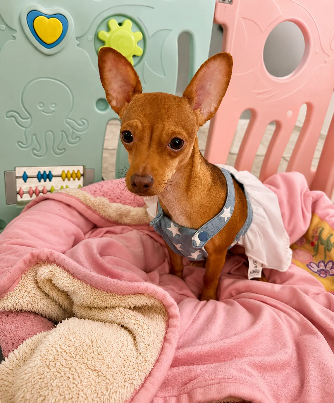 Chihuahua cafe descansando sobre una cama rosa en Villa CanInna.