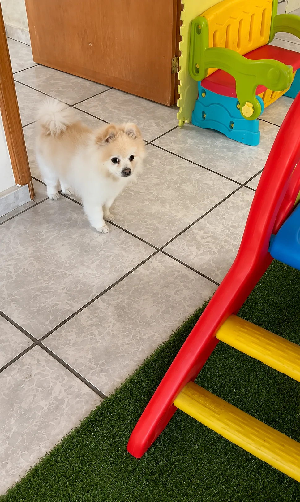 Pomeranian blanco y beige en el area de juegos de Villa CanInna.