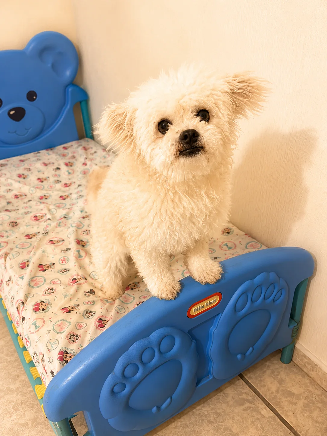 Small white dog resting on a blue bed at Villa CanInna.