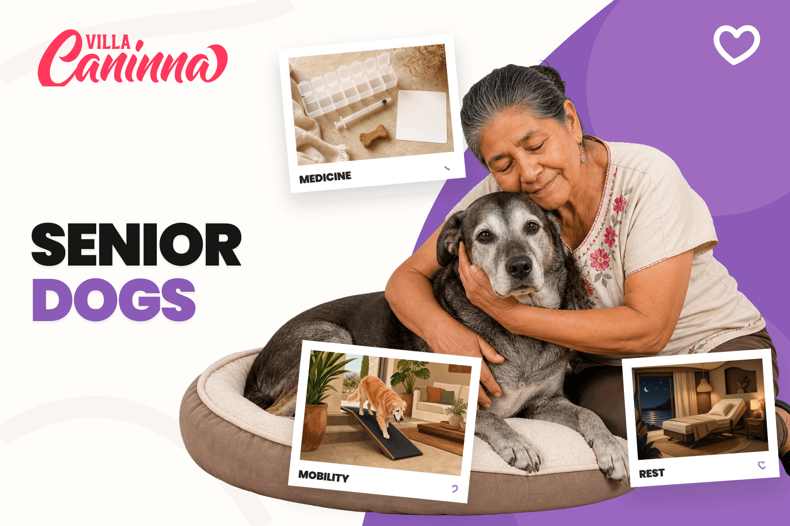 Senior dog resting on a low bed with medication and written instructions nearby.