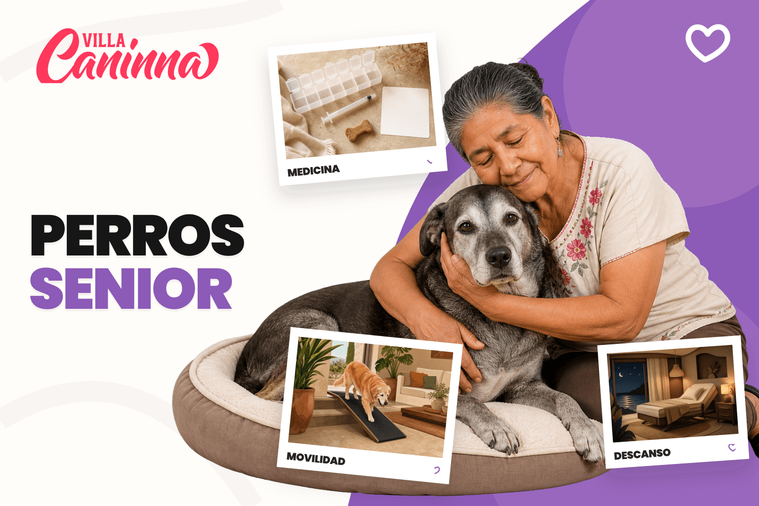 Perro senior descansando en una cama baja con medicamentos e instrucciones a un lado.