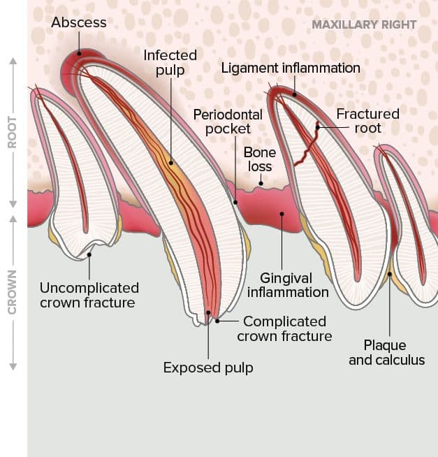 Original AAHA diagram showing inflammation, periodontal pocketing, bone loss, an abscess, and fractures that can cause oral pain.