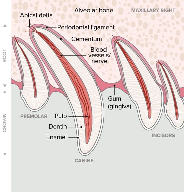 Original AAHA diagram of healthy teeth showing the crown, root, pulp, gum, and bone, including structures hidden below the gumline.