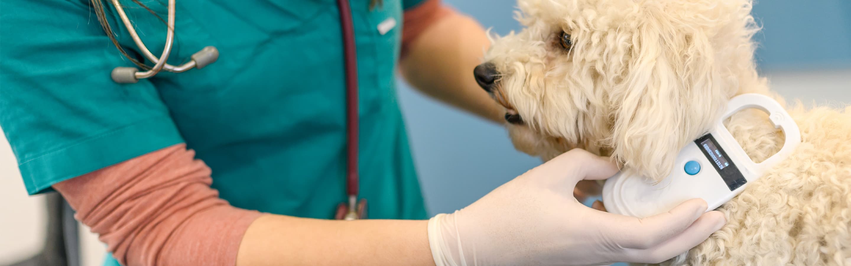 Fotografía original de AVMA de una veterinaria leyendo el microchip de un perro con un escáner de mano.
