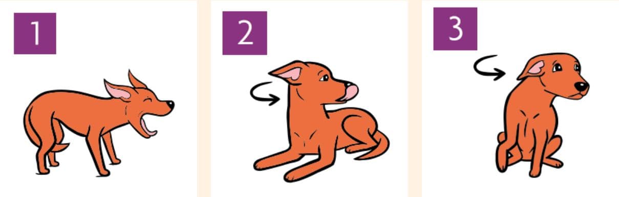 RSPCA's worried postures, including a lowered body, turning away, and a raised paw, to watch for during a training class.