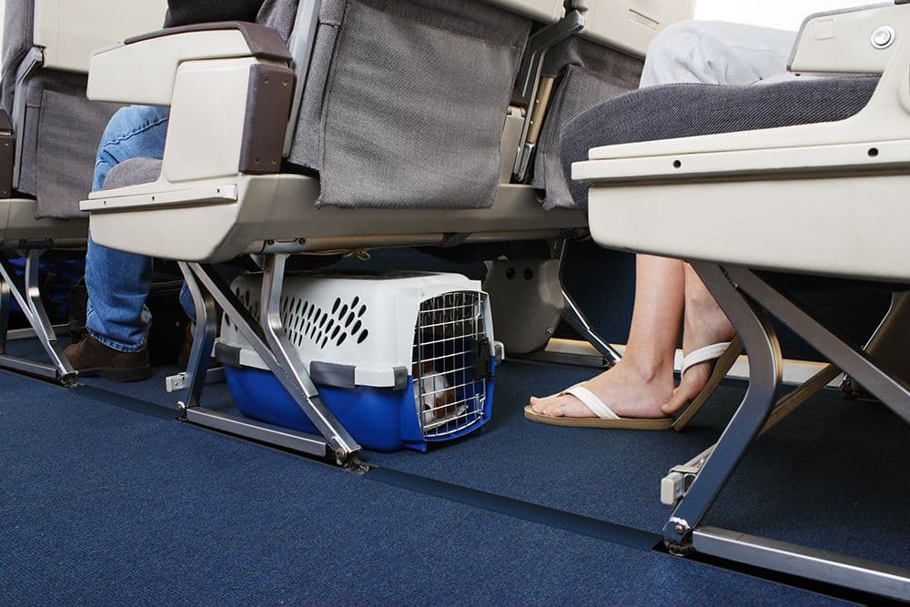 Ejemplo fotográfico de CDC de una transportadora ventilada debajo del asiento de un avión. Las medidas permitidas dependen de cada aerolínea.
