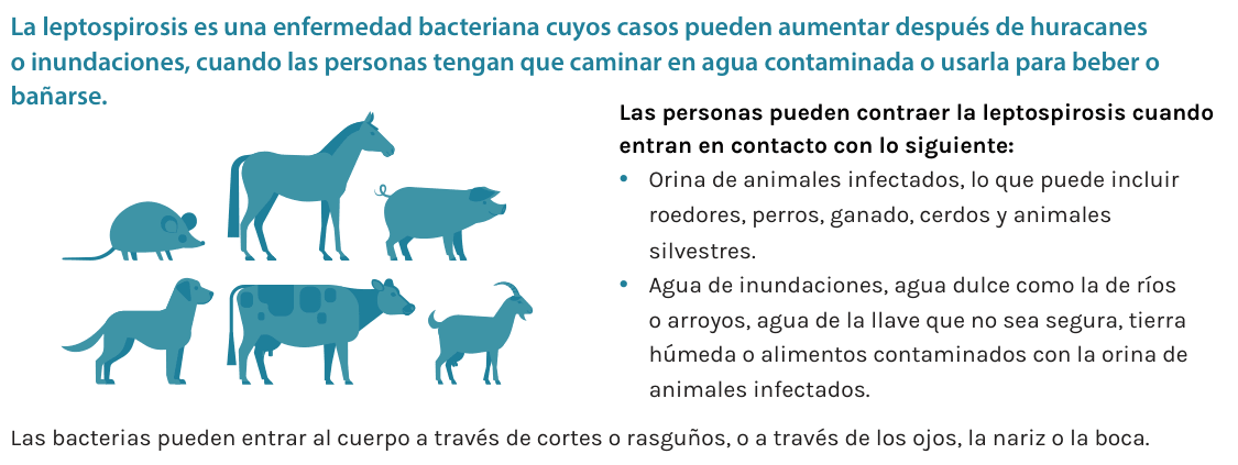 Excerpt from CDC's human leptospirosis guidance showing carrier animals and exposure to contaminated urine, water, or soil.