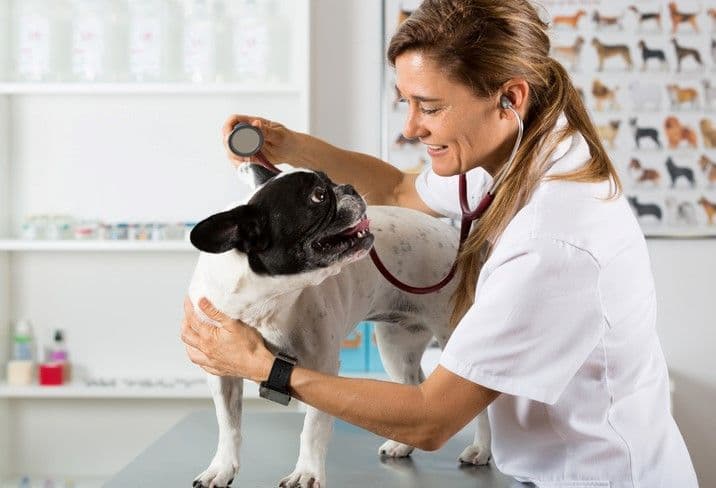 CDC photograph of a veterinarian using a stethoscope to examine a short-muzzled dog.