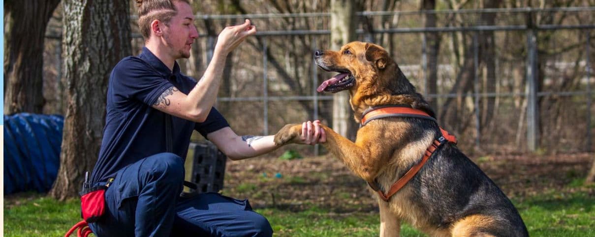 Photograph from RSPCA's training guide: a kneeling caregiver uses a hand signal while an attentive dog offers a paw.