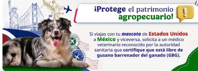 Aviso oficial de SENASICA consultado en octubre de 2026 sobre la revisión de gusano barrenador en viajes de perros entre Estados Unidos y México.