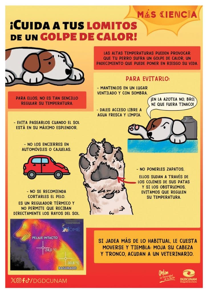 UNAM infographic showing shade, water, and ventilation, plus warning signs such as heavier panting, trouble moving, and trembling.